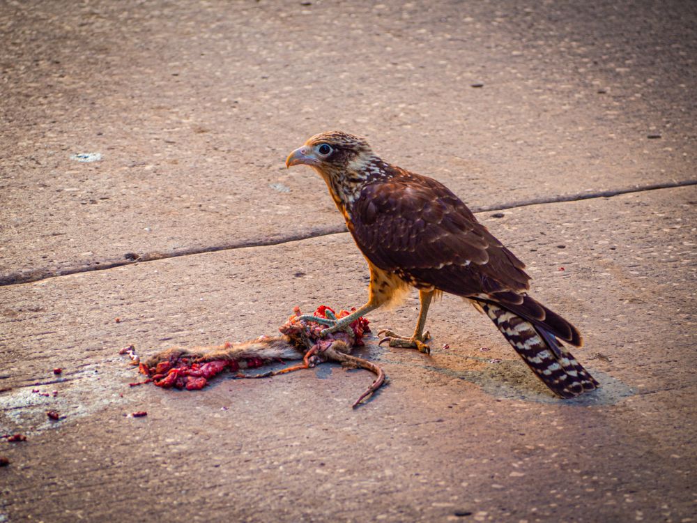 Фотография автора Camilo Rojas