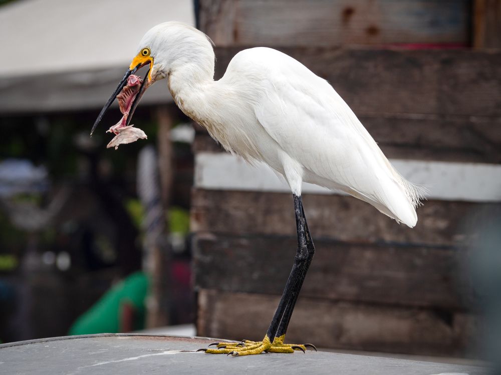 Desayunando en el puerto de Bazurto