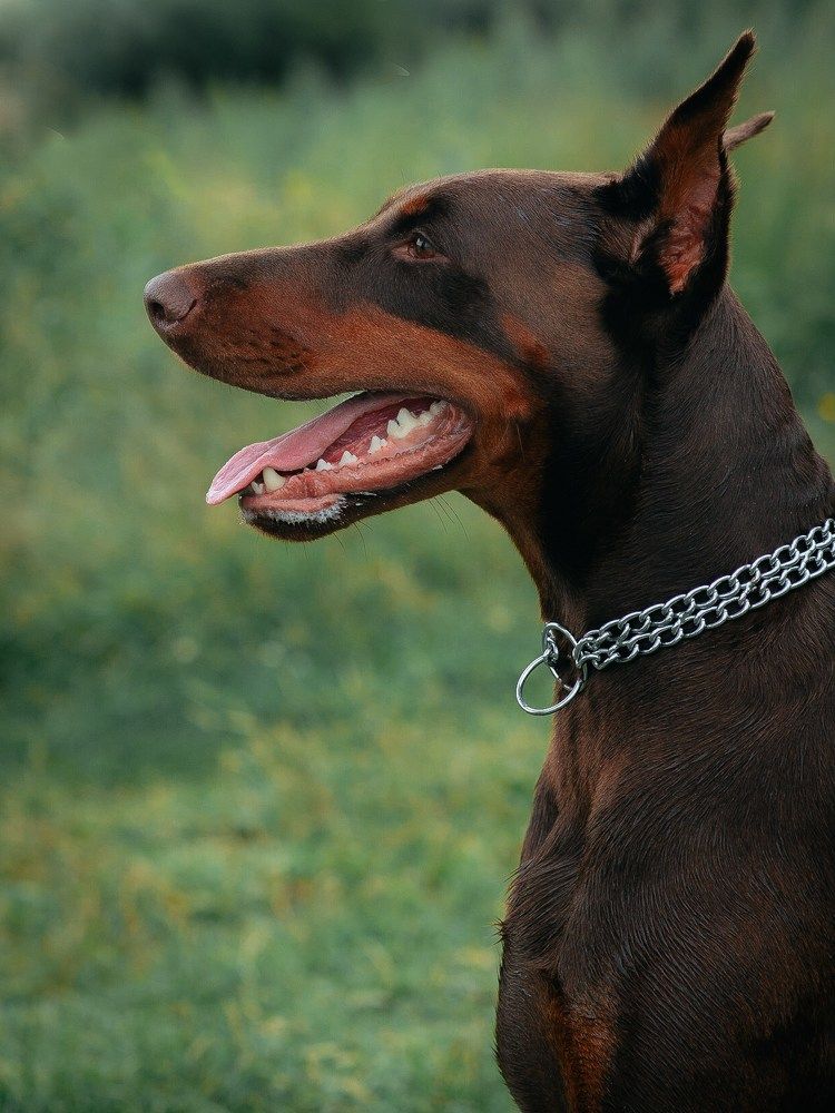 Photograph by Масалович Екатерина