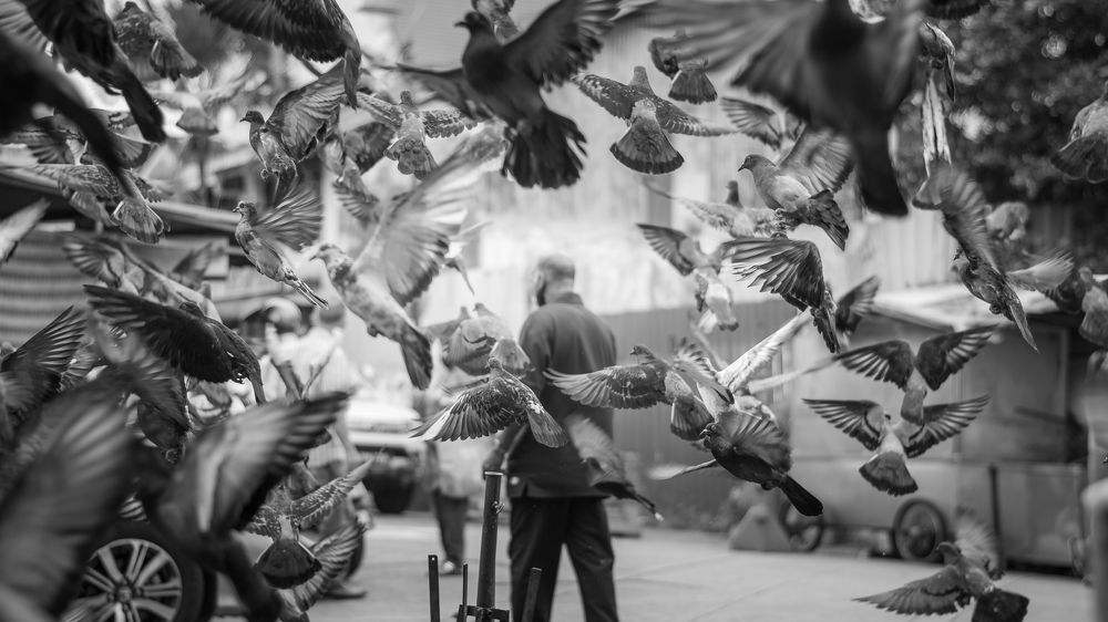 Фотография автора jonathan ho