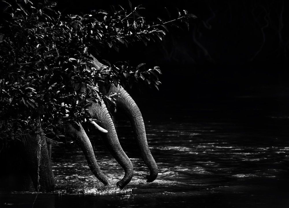 Photograph by Sadhiq MATHILAKATH SIDHIQ