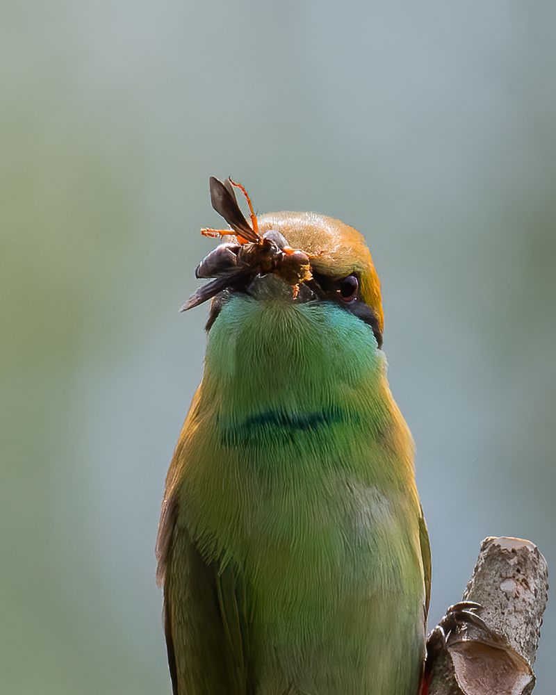 Фотография автора Anandhu M