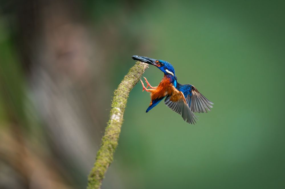 Blue-eared Kingfisher