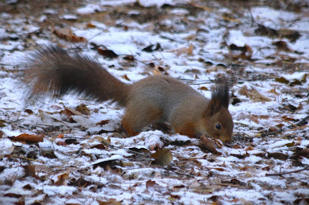 Первый снег