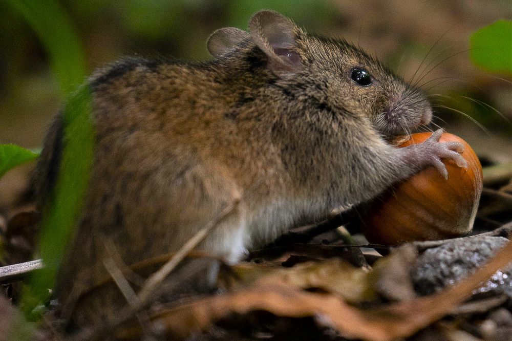 Так выглядит жадность