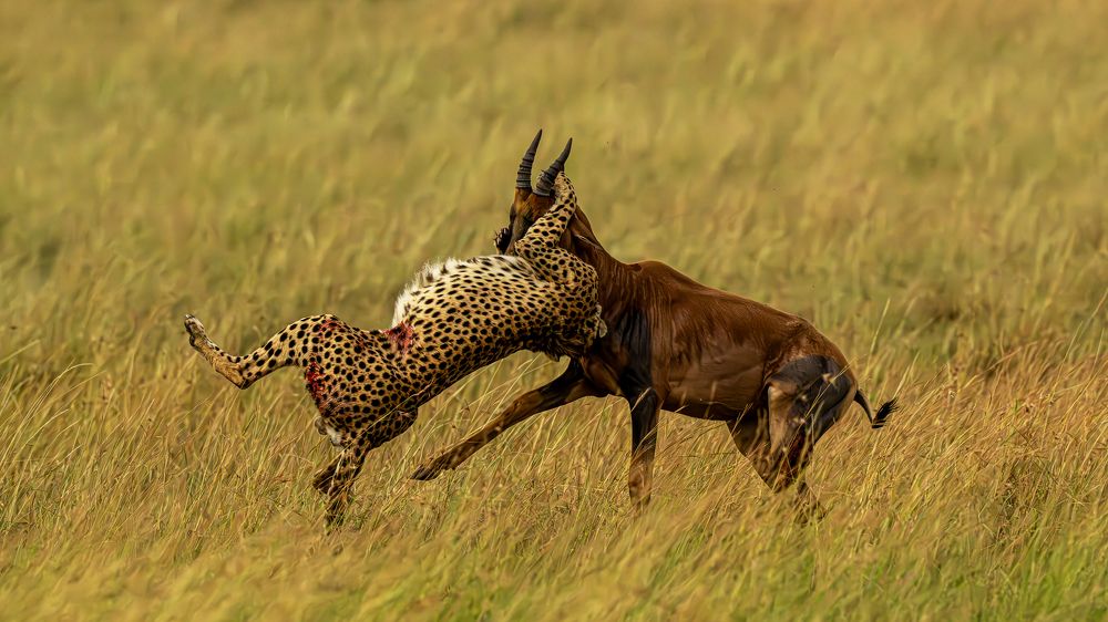 When Speed Meets Strength: Cheetah’s Topi Takedown
