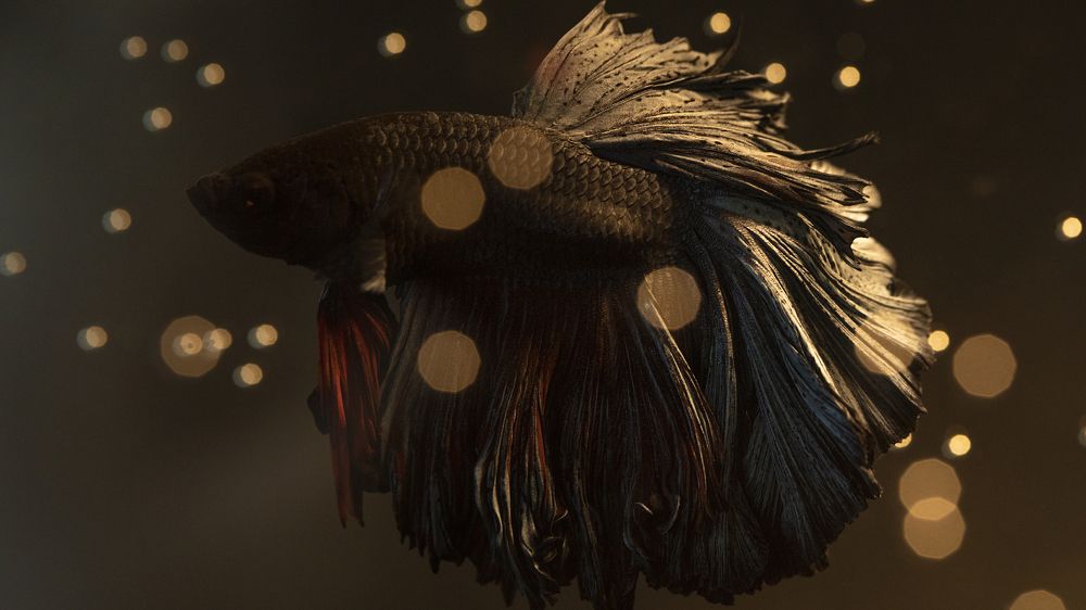 Photograph by Игорь Разенков