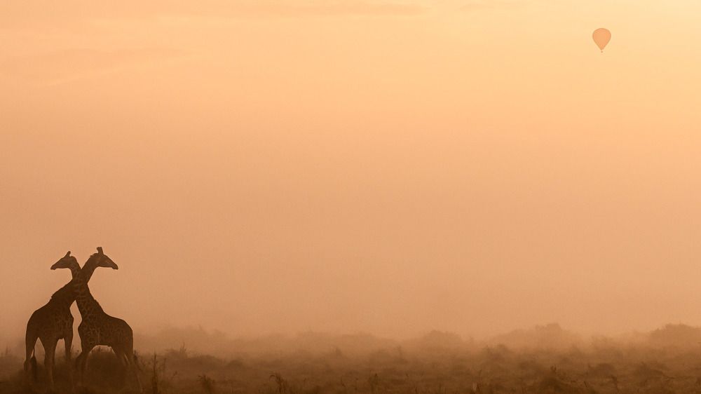 Morning Magic in Masai Mara