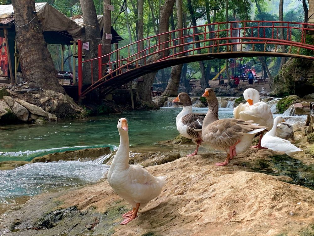 Гуси в горной деревне