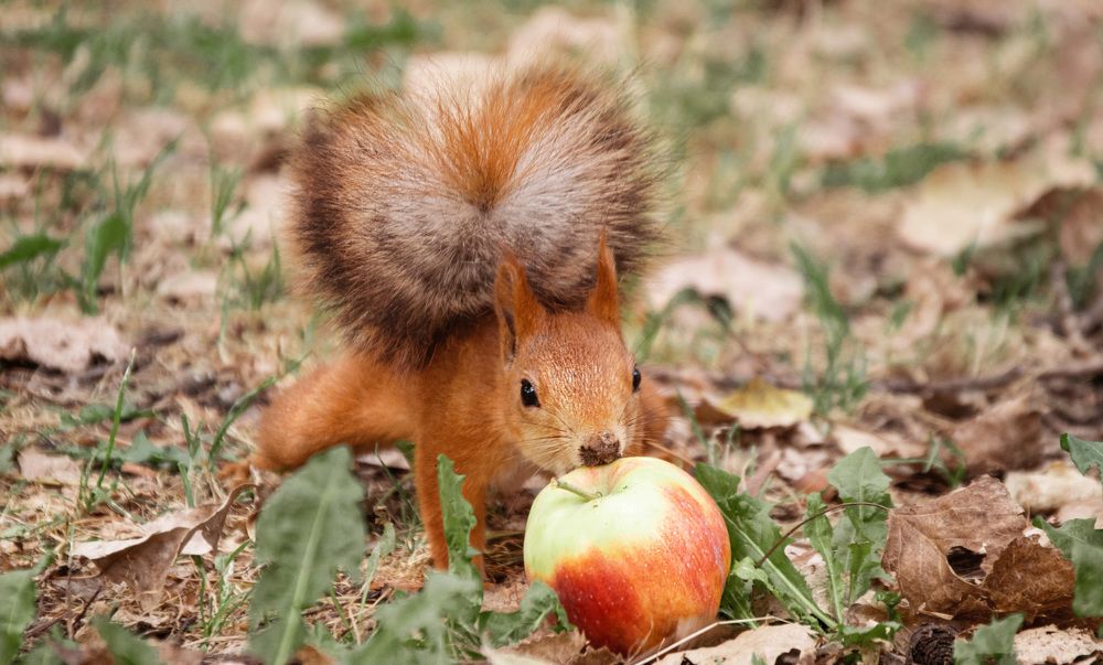 Photograph by Наталья Зверева