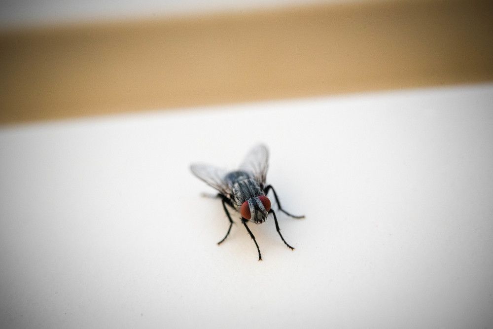 Фотография автора Мария Дмитриева