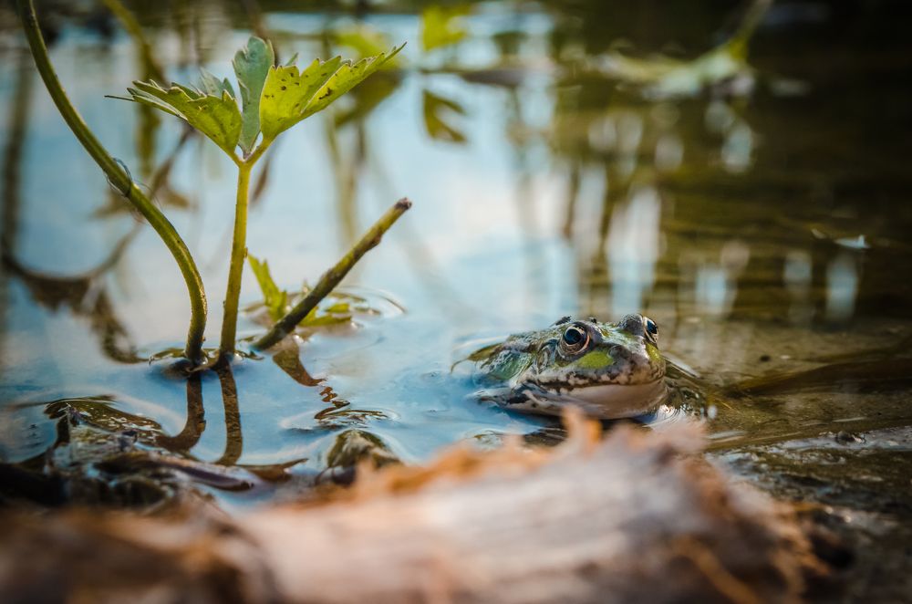 Photograph by Sergey Koptev