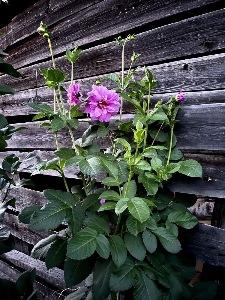 Photograph by Ирина Селиверстова