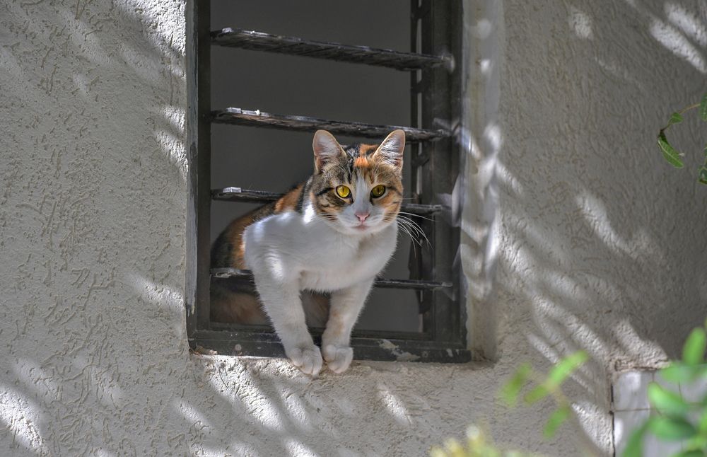 Photograph by Марина Ческис