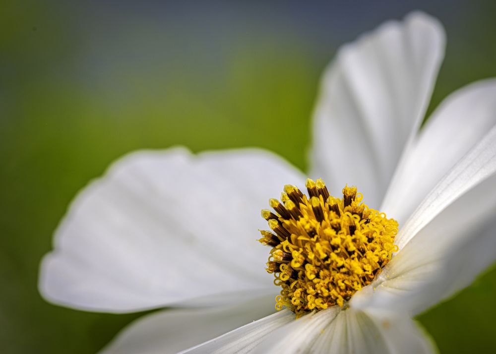 Фотография автора Clement Roy