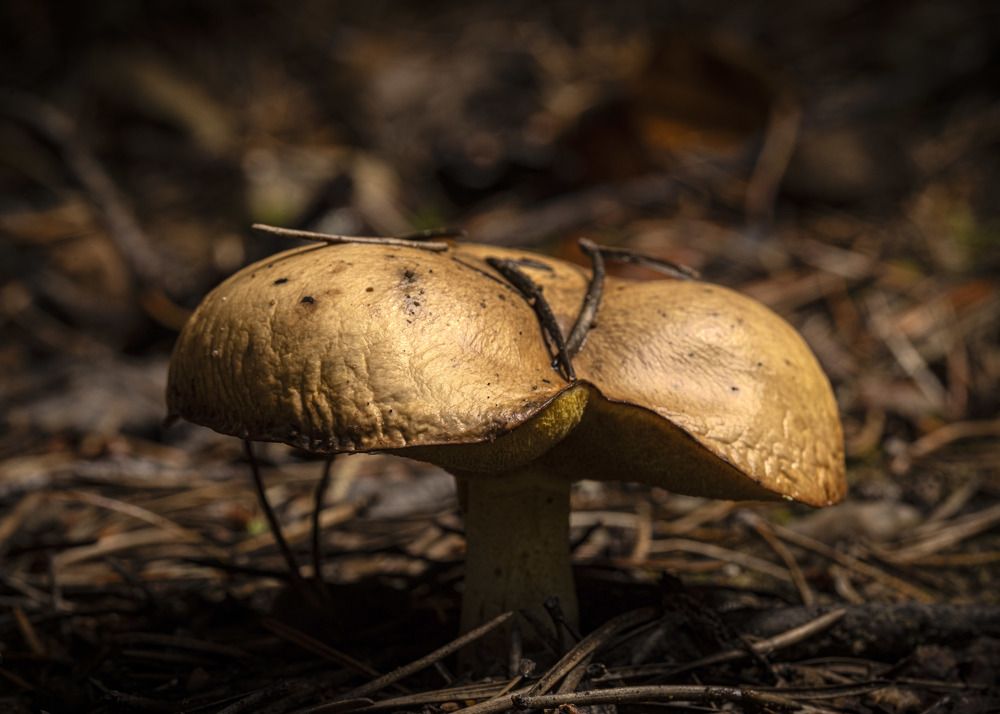 Фотография автора Clement Roy