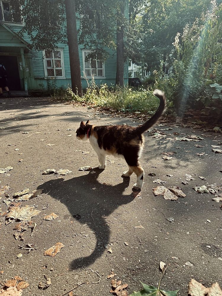 Photograph by Диана Бадеева