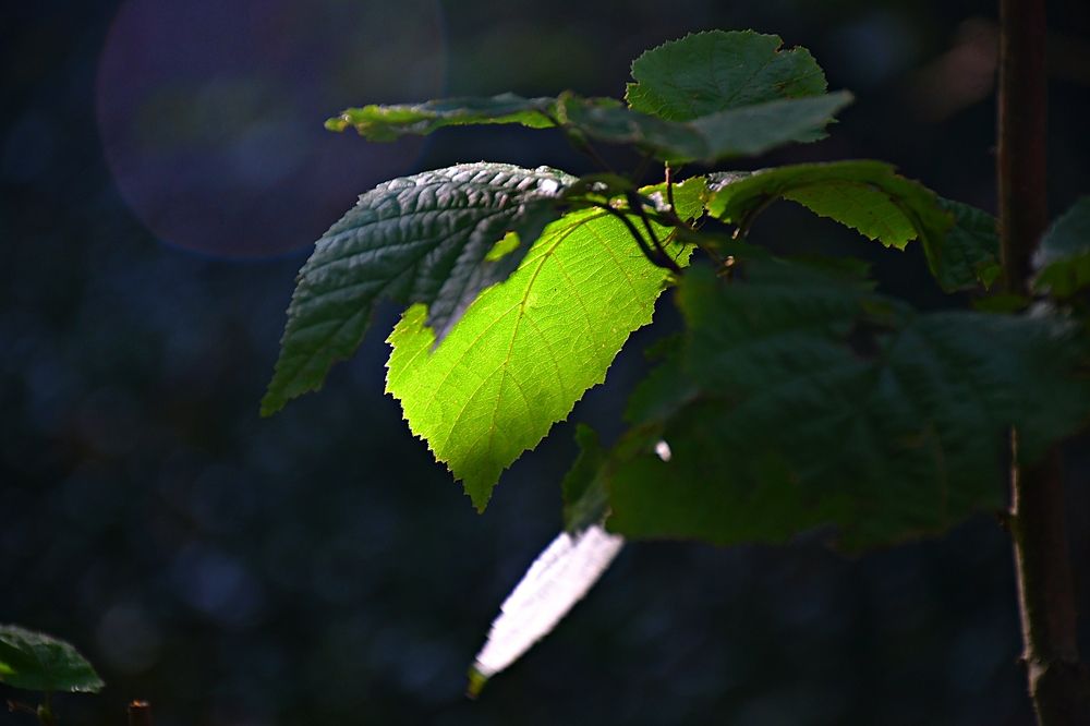 Photograph by Neil Martin