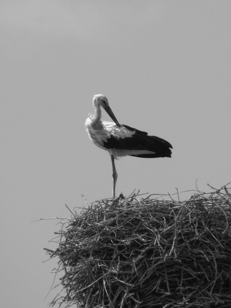 Photo #11003638