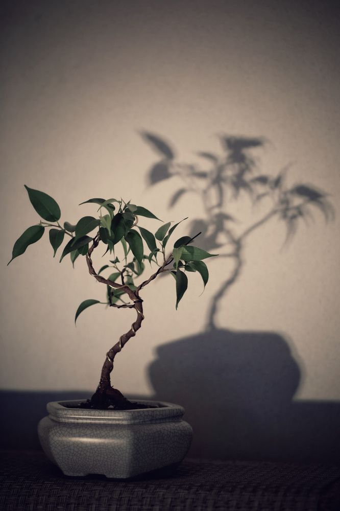 Photograph by Лариса Торопченкова