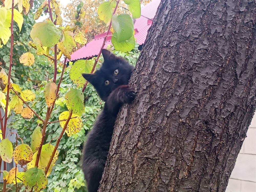 Чёрная малышка