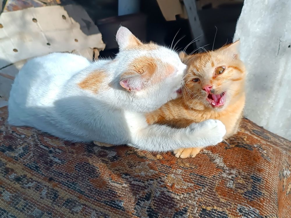 Эй, не кусайся!