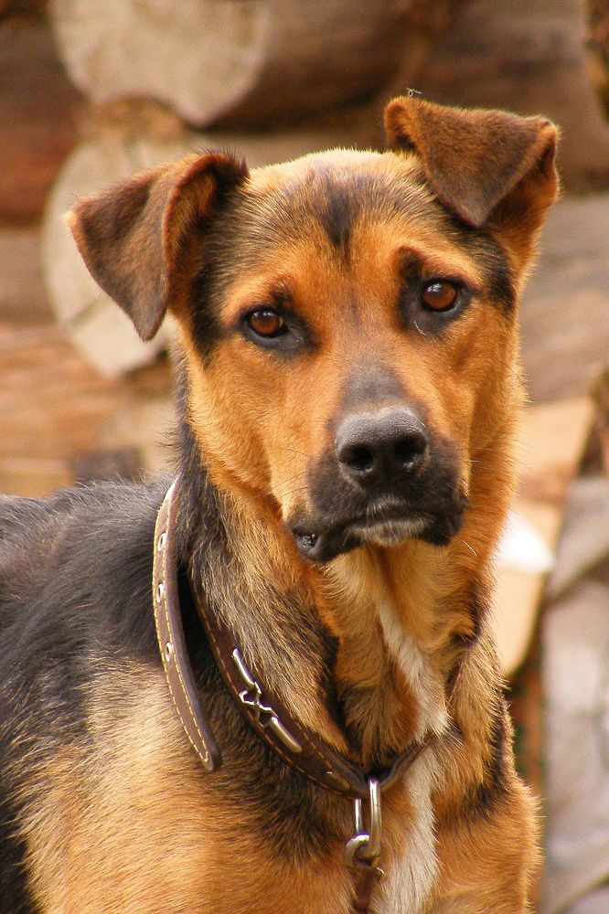 Фотография автора Гоголев Игорь