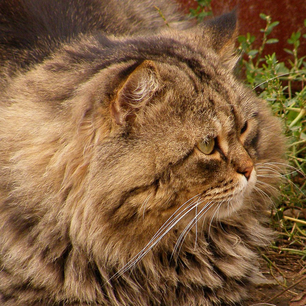 Фотография автора Гоголев Игорь