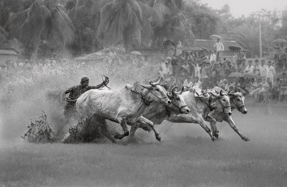 Фотография автора SUBHANKAR PANJA