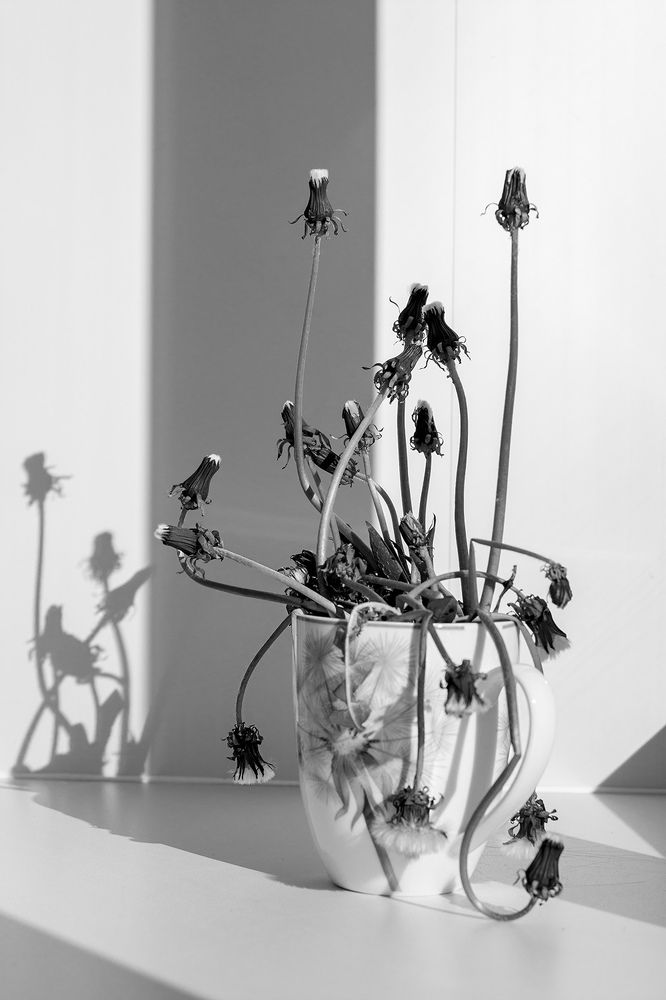 Одуванчики