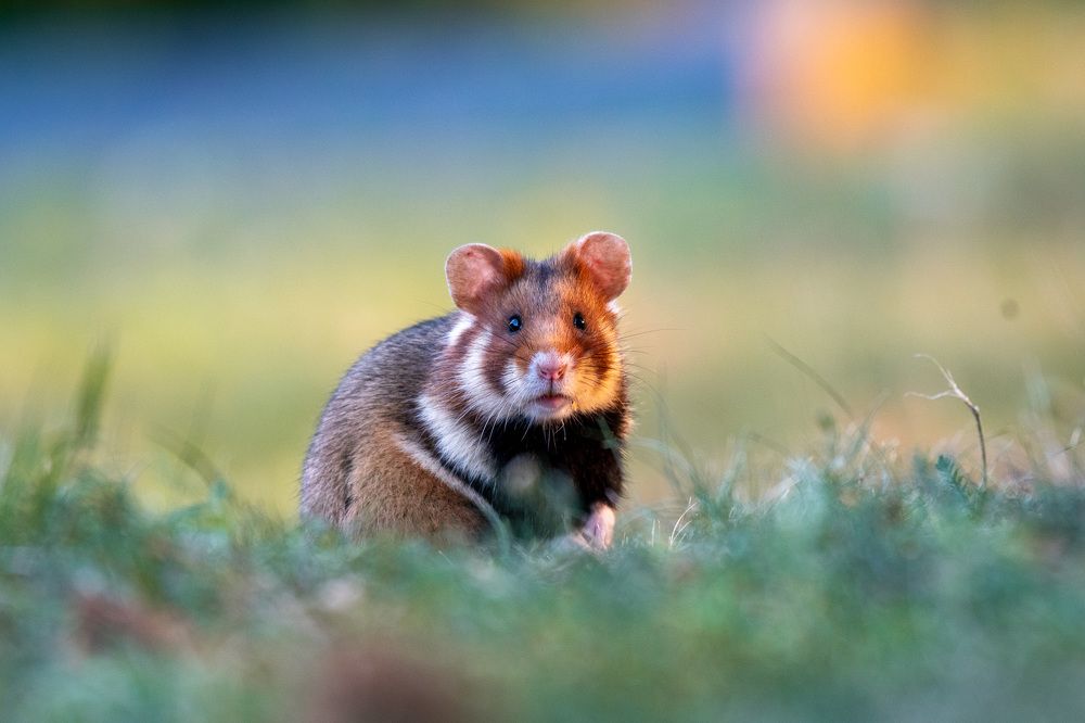 Photograph by Olena Pfister