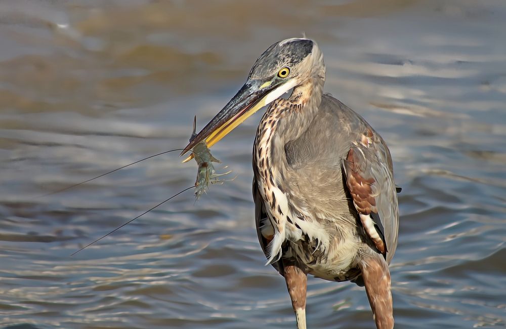 The Shrimp & The Heron
