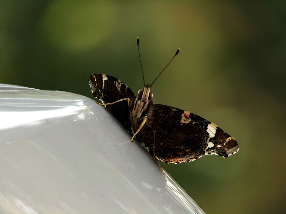 Photograph by Раиса Николаева