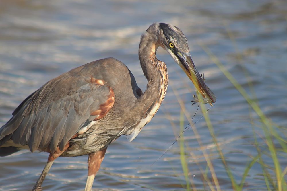 Фотография автора Jeff Cooley