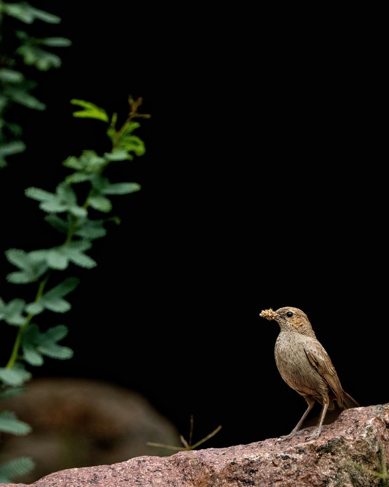 Photograph by mahadevan Arige