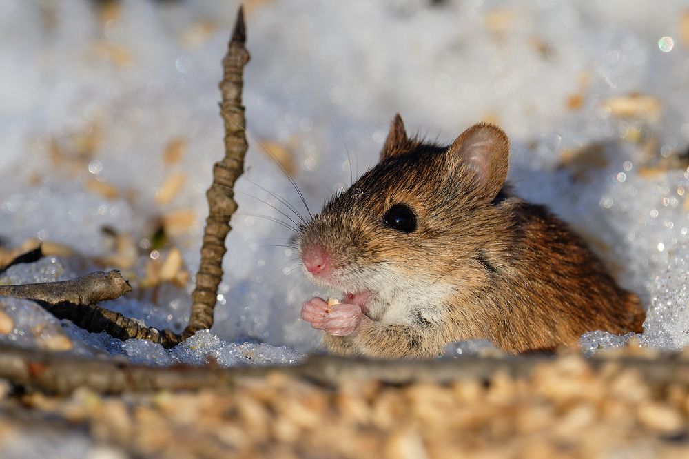 Мышиный полдник