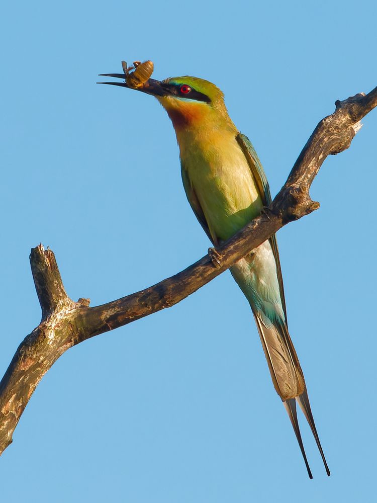 Фотография автора Pham Anh Vu