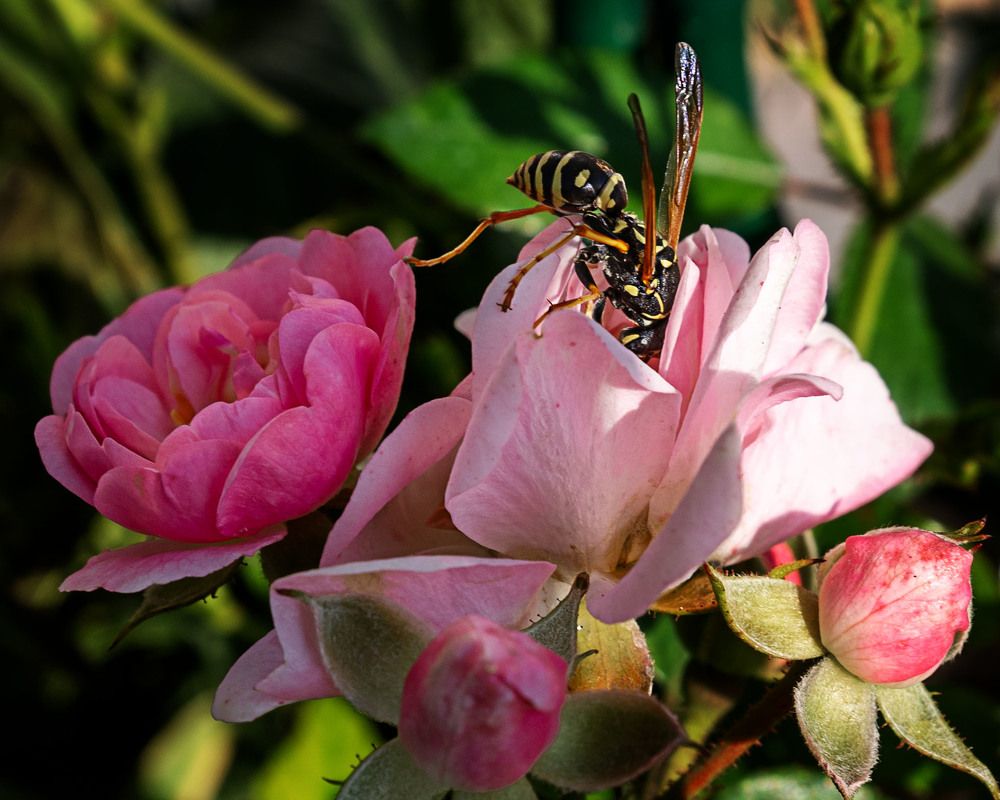 Photograph by Светлана Пузикова