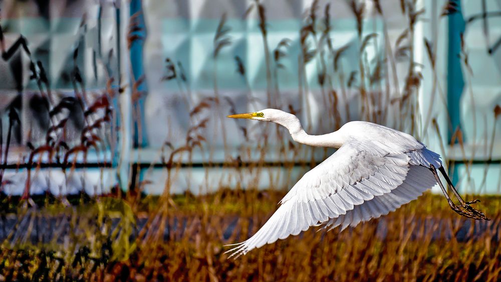 Свободный полёт