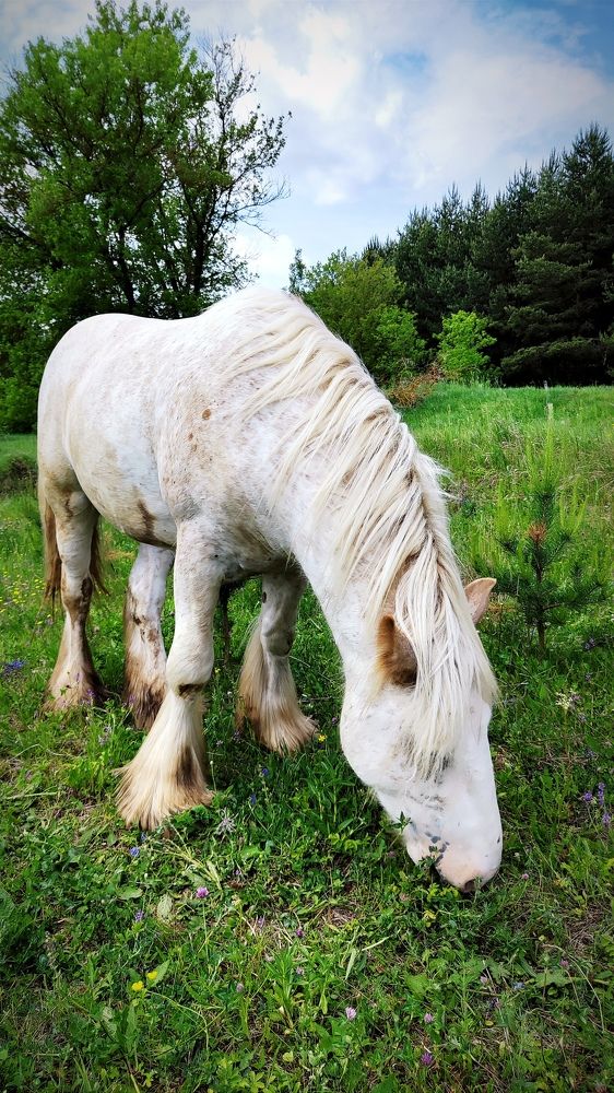 Photo #11005461
