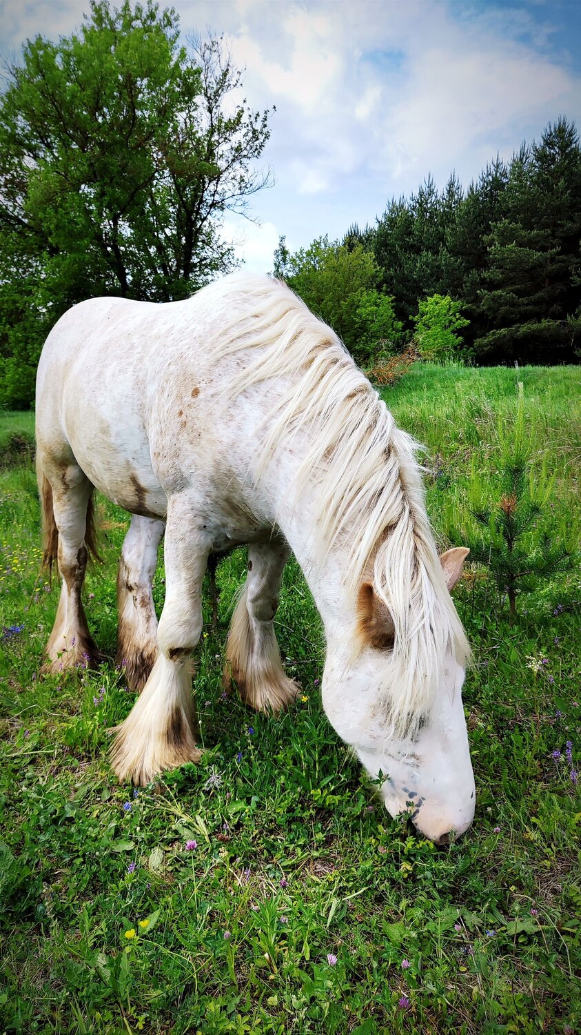 Photo #11005461