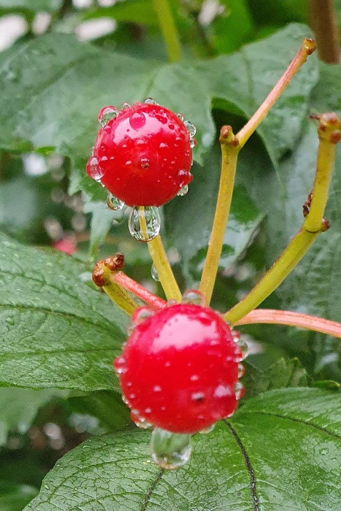 Photograph by Жанна Регор