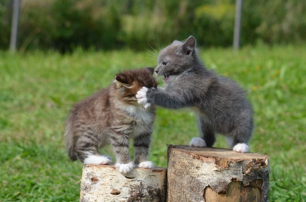 Photograph by Галина Катанова