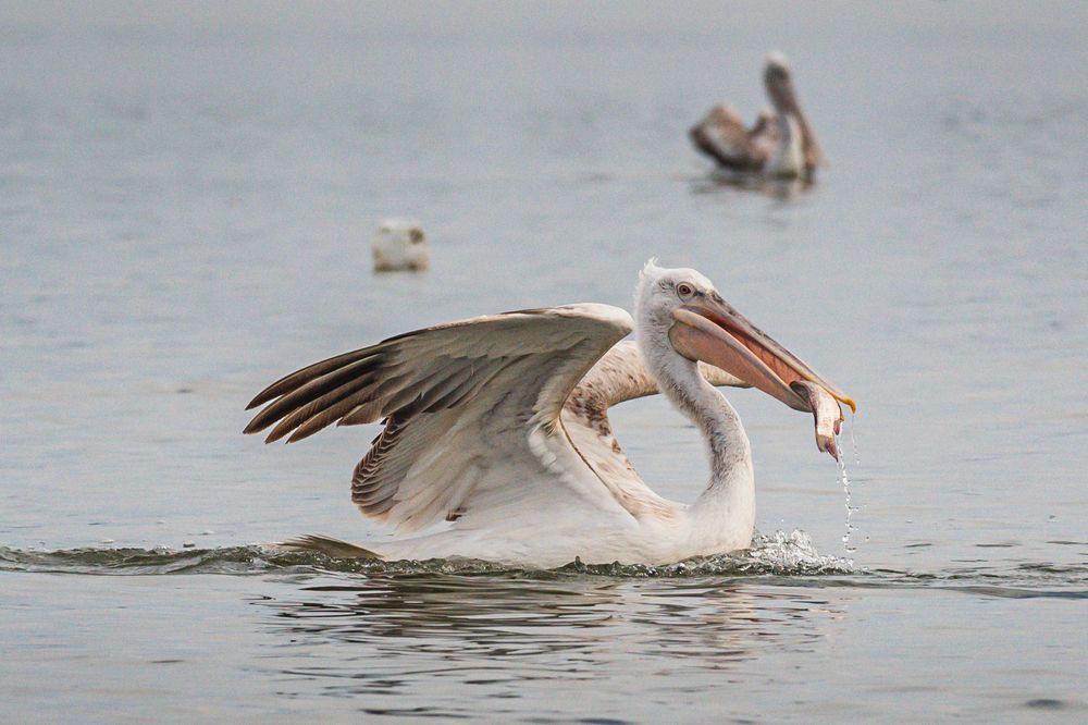 Фотография автора Елена Караилиева