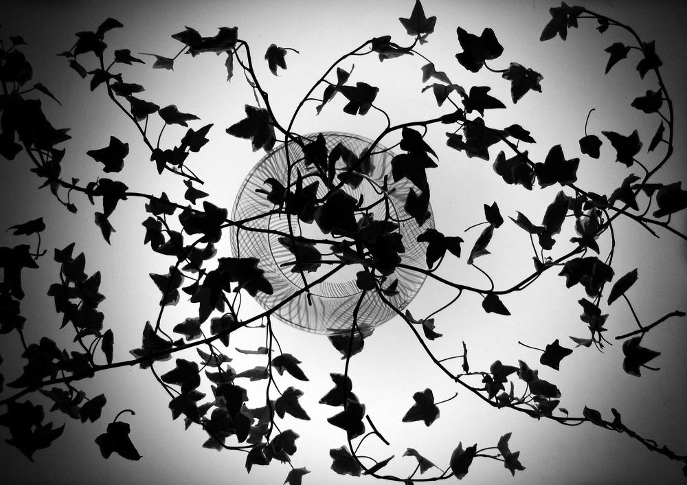 Photograph by 