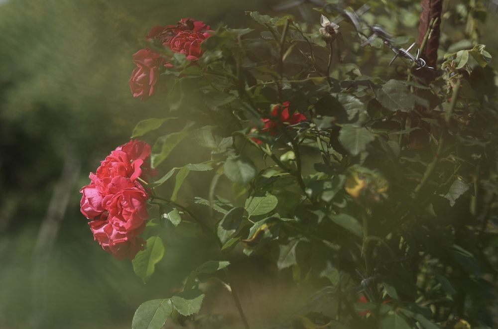 Фотография автора Anastasia