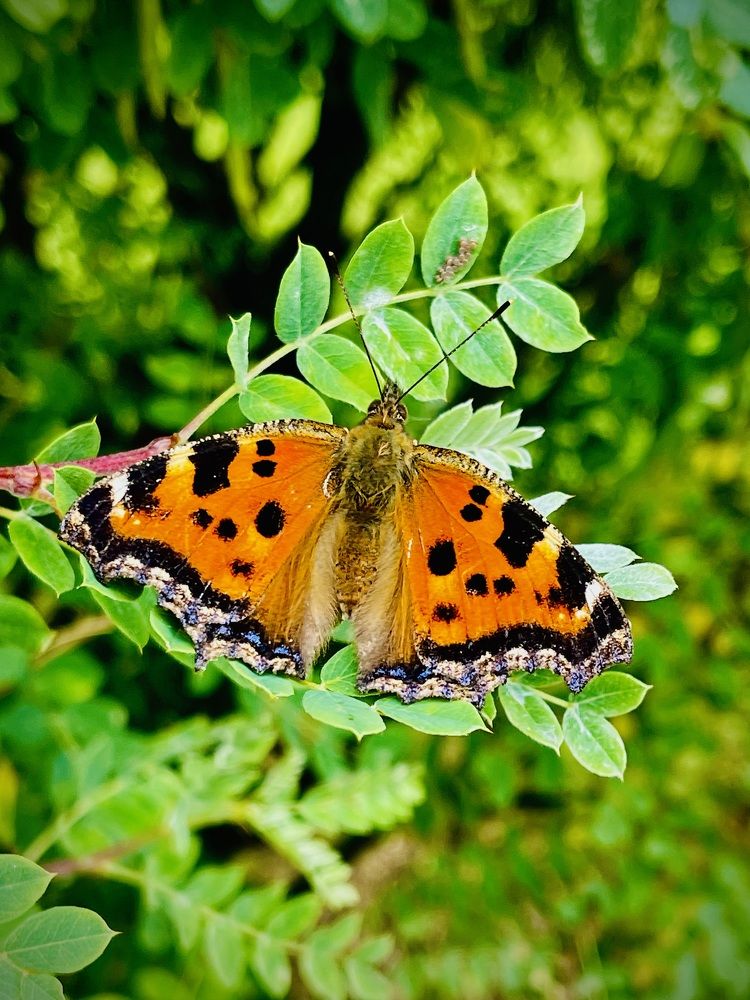 Фотография автора Елизавета Стороженко
