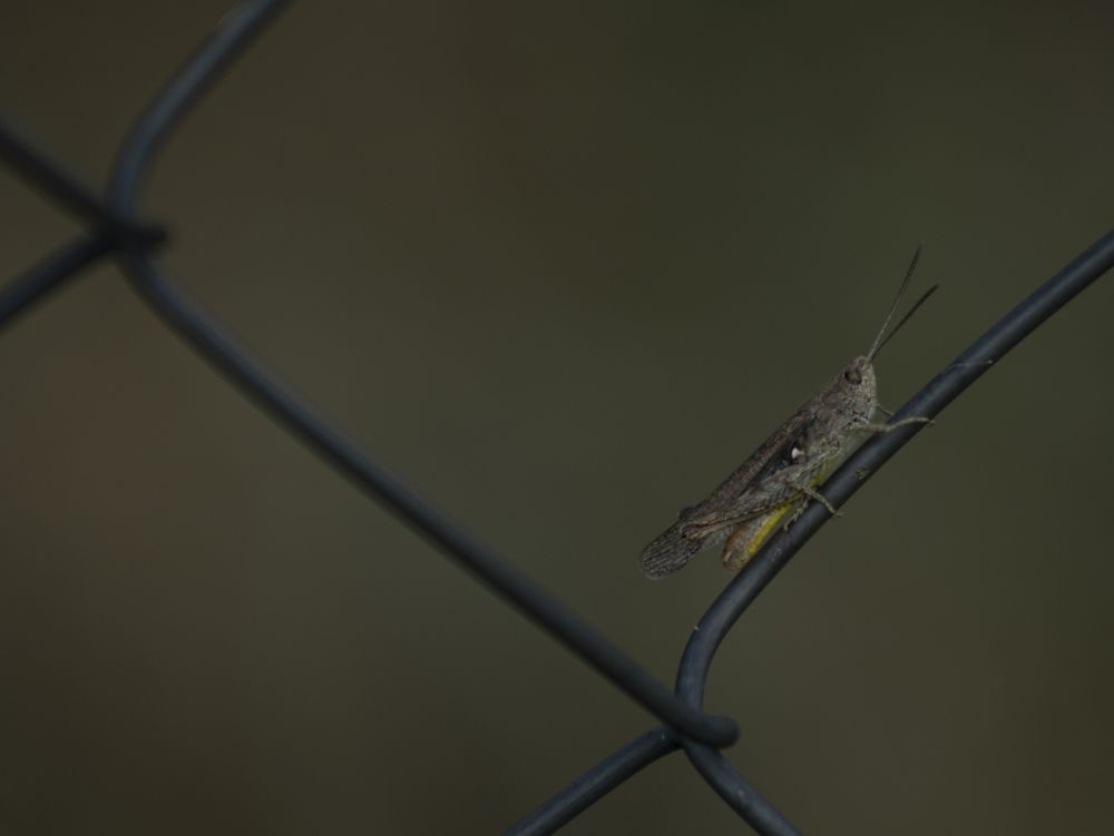 Кузнечики бывают разные