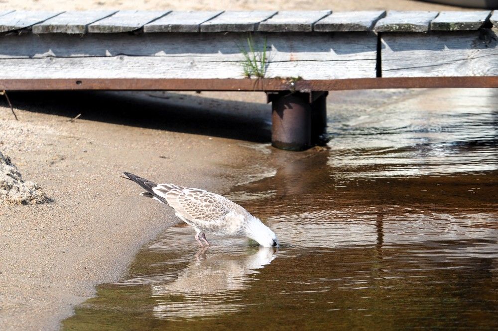 Photograph by Сергей Пушкин