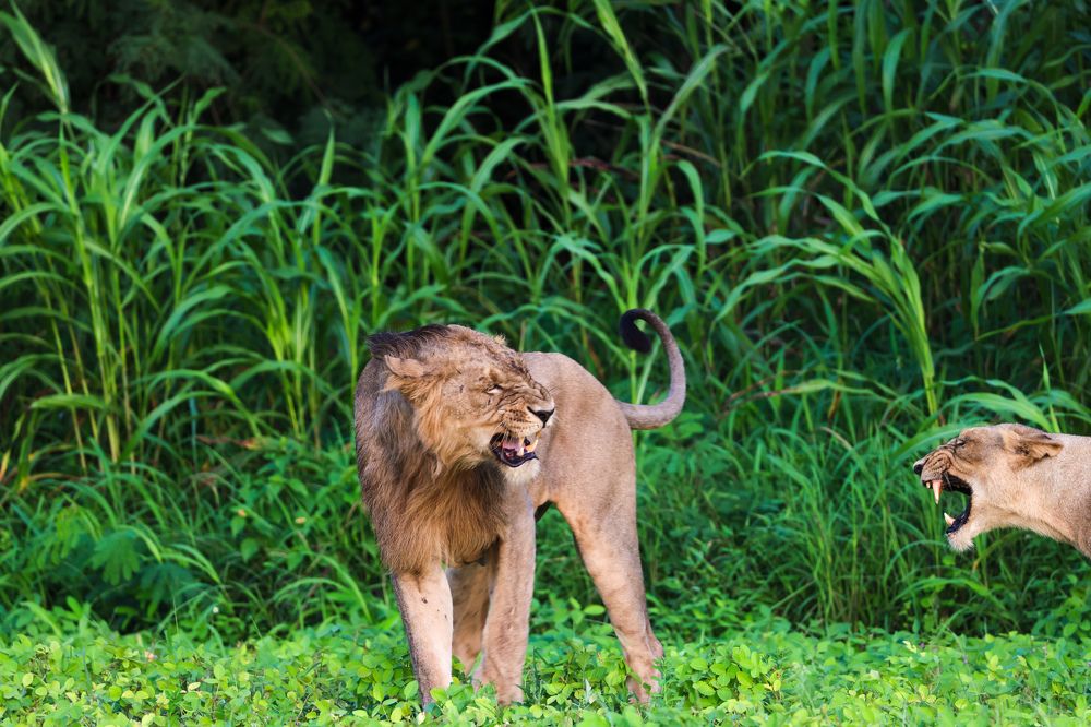 Photograph by Dr. Karim Kadiwar